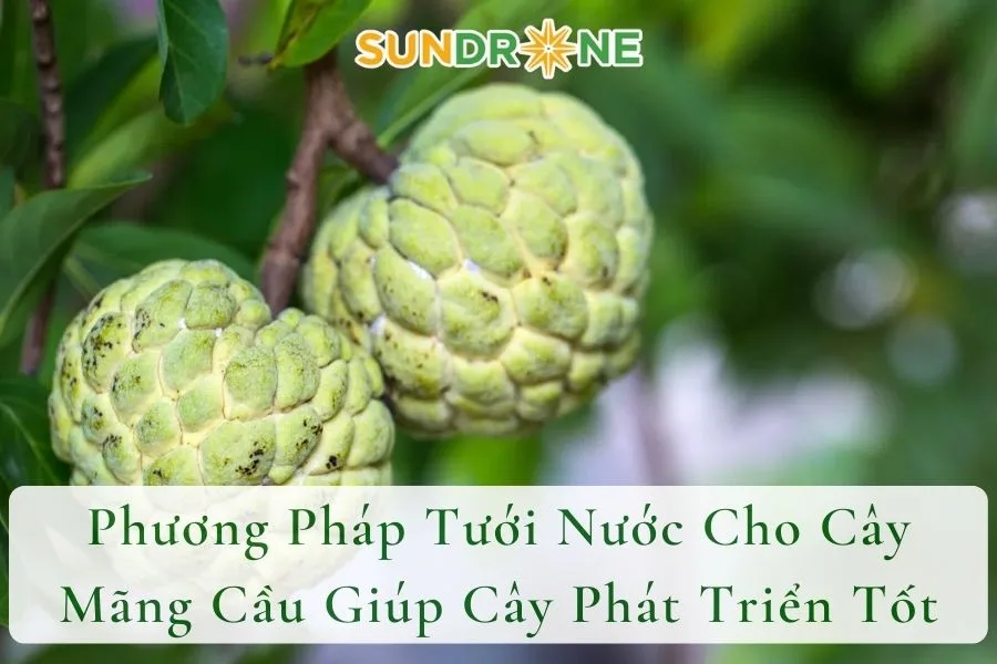 Phương Pháp Tưới Nước Cho Cây Mãng Cầu Giúp Cây Phát Triển Tốt