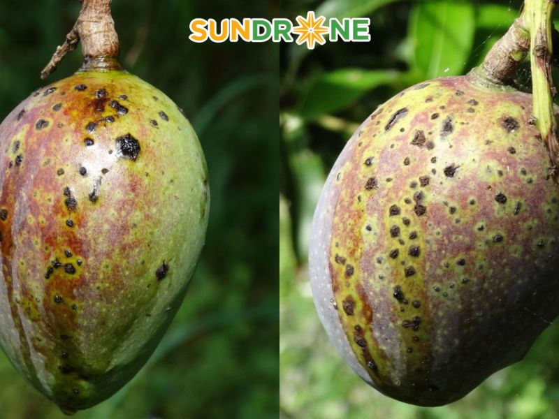 Bệnh xì mủ vàng / Đốm đen vi khuẩn (Xanthomonas campestris)