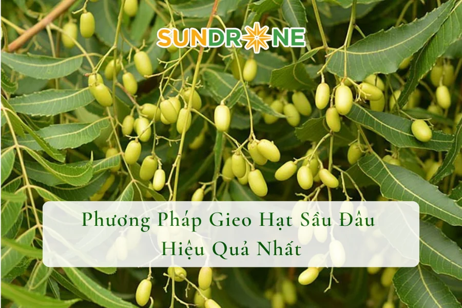 Phương Pháp Gieo Hạt Sầu Đâu Hiệu Quả Nhất