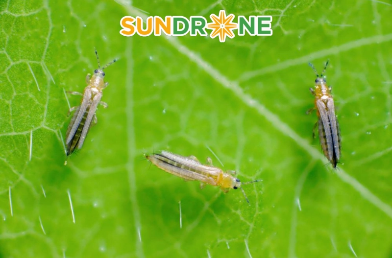 Biện pháp phòng ngừa bọ trĩ tái phát