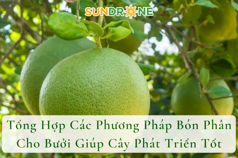 Tổng Hợp Các Phương Pháp Bón Phân Cho Bưởi Giúp Cây Phát Triển Tốt