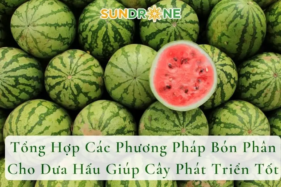 Tổng Hợp Các Phương Pháp Bón Phân Cho Dưa Hấu Giúp Cây Phát Triển Tốt