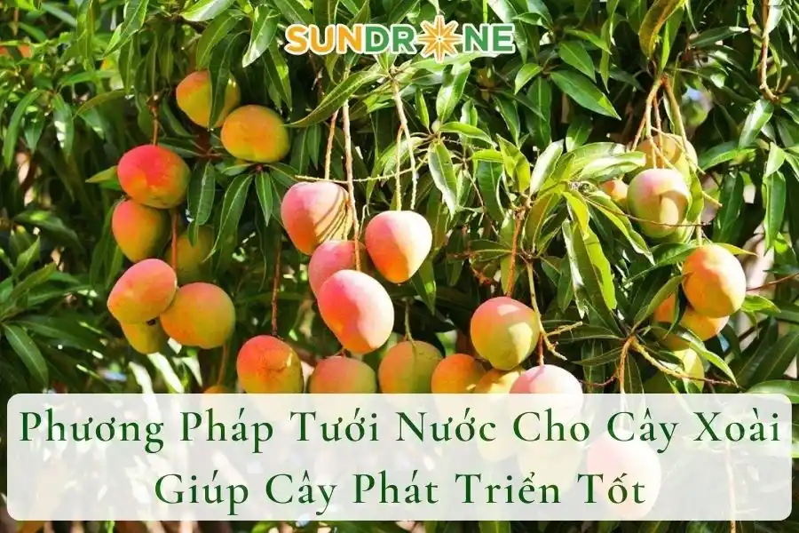 Phương Pháp Tưới Nước Cho Cây Xoài Giúp Cây Phát Triển Tốt