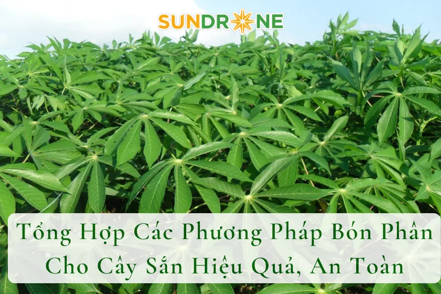 Tổng Hợp Các Phương Pháp Bón Phân Cho Cây Sắn Hiệu Quả, An Toàn