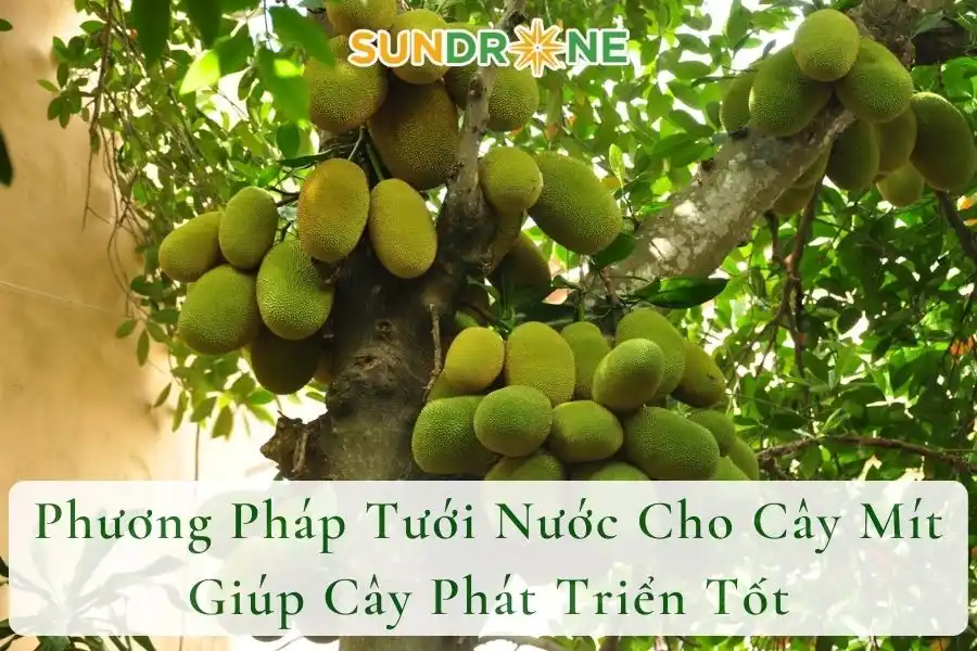 Phương Pháp Tưới Nước Cho Cây Mít Giúp Cây Phát Triển Tốt