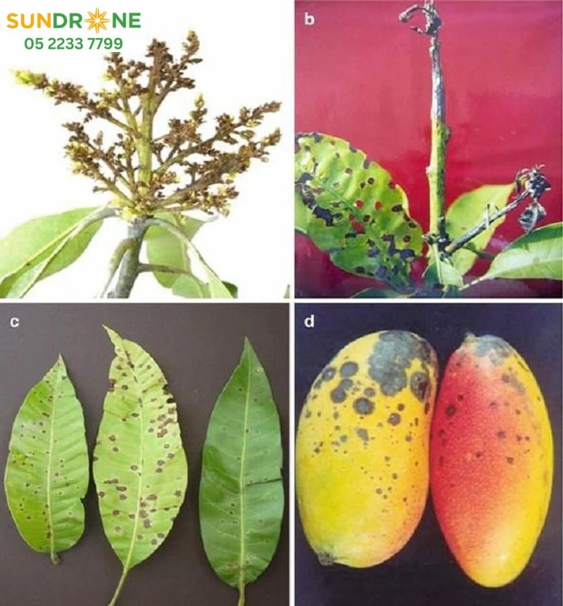 các loại sâu bệnh trên cây xoài