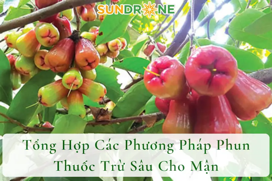 Tổng Hợp Các Phương Pháp Phun Thuốc Trừ Sâu Cho Mận