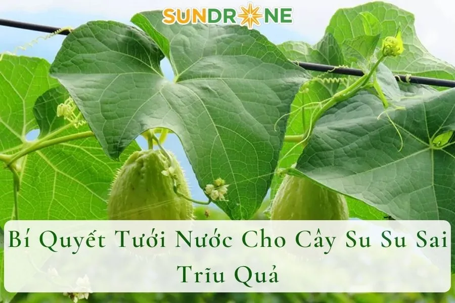 Bí Quyết Tưới Nước Cho Cây Su Su Sai Trĩu Quả