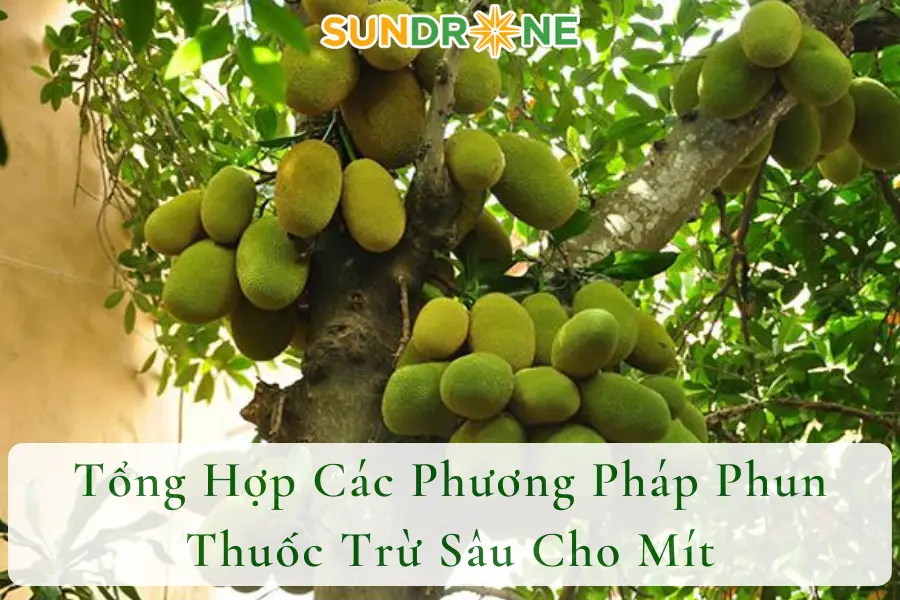 Tổng Hợp Các Phương Pháp Phun Thuốc Trừ Sâu Cho Mít