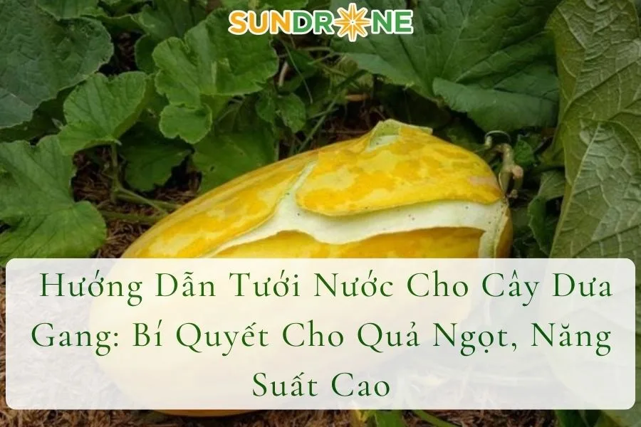  Hướng Dẫn Tưới Nước Cho Cây Dưa Gang: Bí Quyết Cho Quả Ngọt, Năng Suất Cao