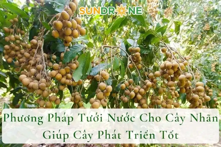 Phương Pháp Tưới Nước Cho Cây Nhãn Giúp Cây Phát Triển Tốt