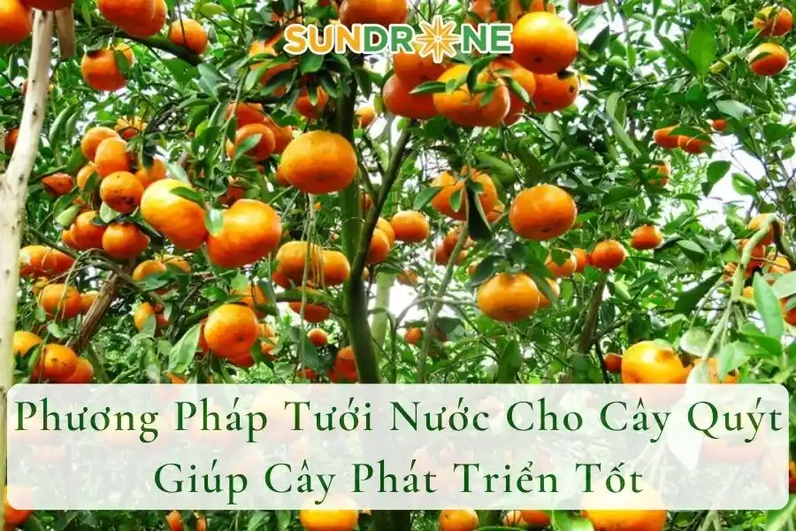 Phương Pháp Tưới Nước Cho Cây Quýt Giúp Cây Phát Triển Tốt