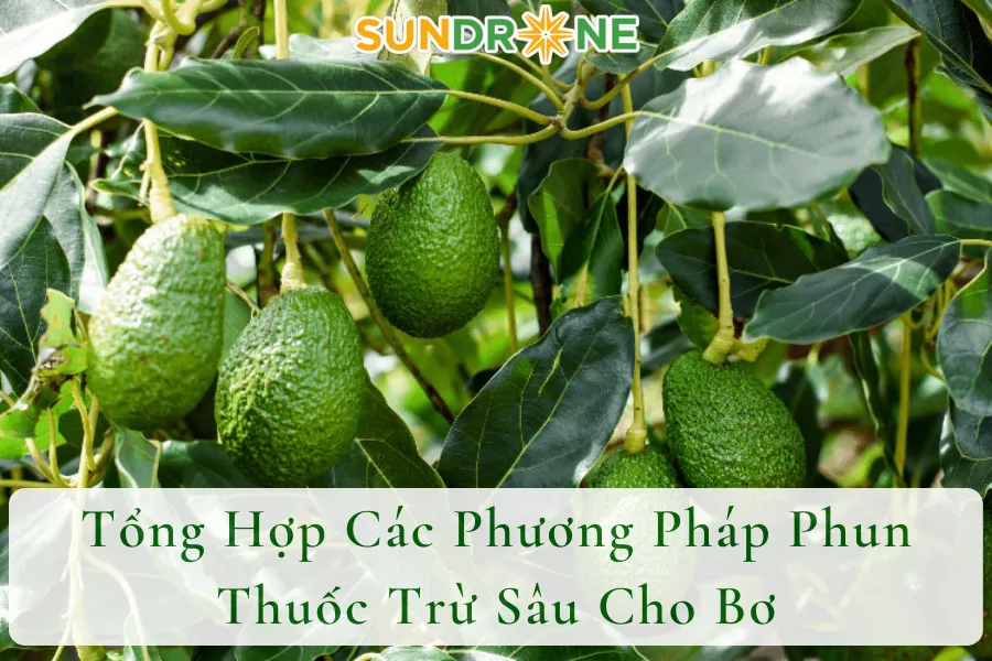 Tổng Hợp Các Phương Pháp Phun Thuốc Trừ Sâu Cho Bơ