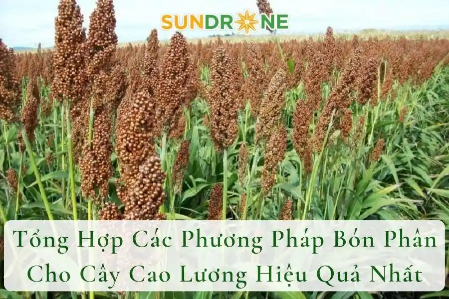 Tổng Hợp Các Phương Pháp Bón Phân Cho Cây Cao Lương Hiệu Quả Nhất