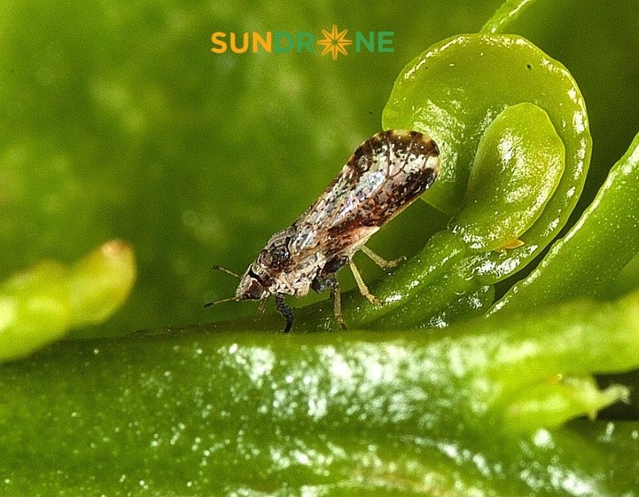 Rầy Chổng Cánh: Đặc Điểm Nhận Biết & Tác Hại Nguy Hiểm Trên Cây Có Múi