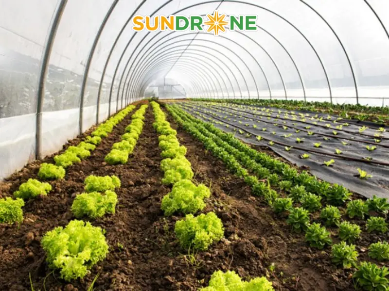 nông nghiệp hữu cơ