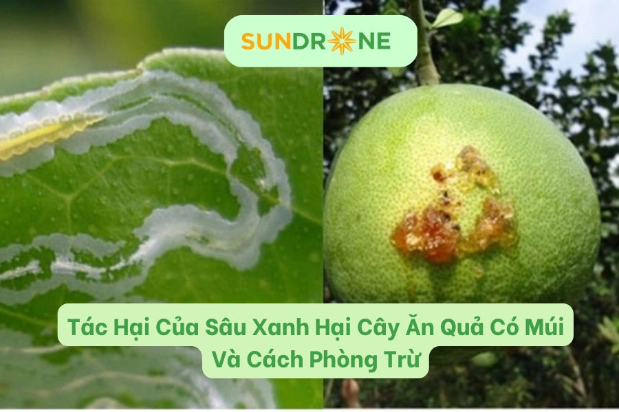 Tác Hại Của Sâu Xanh Hại Cây Ăn Quả Có Múi Và Cách Phòng Trừ