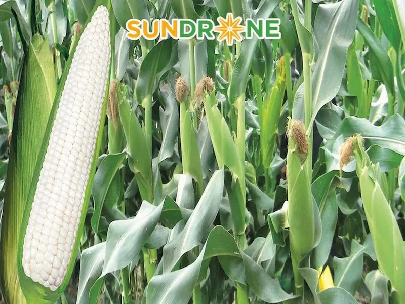 cách trồng ngô bằng hạt cách trồng ngô bằng hạt