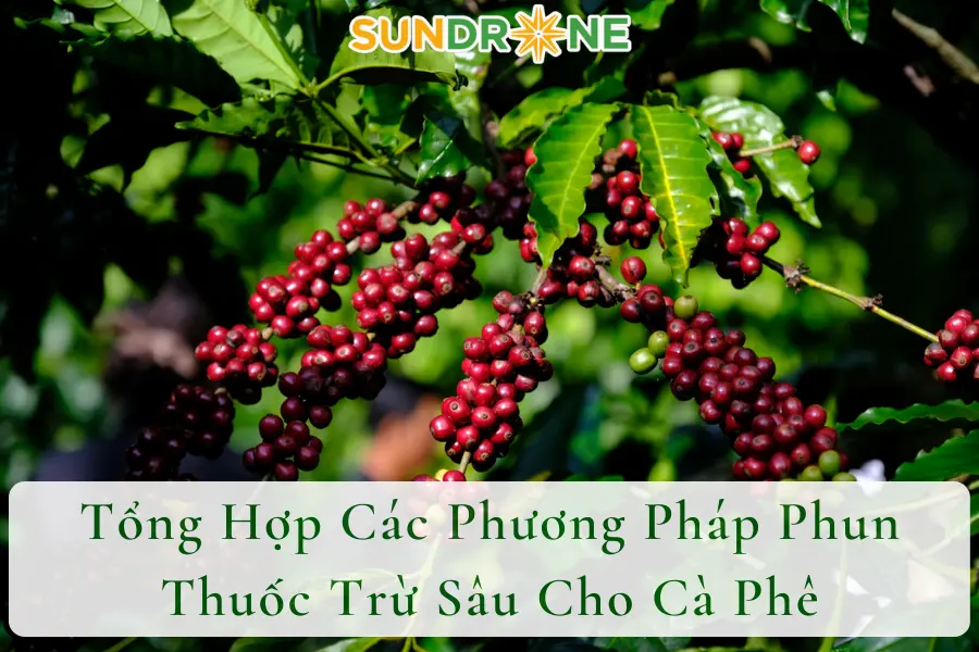 Tổng Hợp Các Phương Pháp Phun Thuốc Trừ Sâu Cho Cà Phê