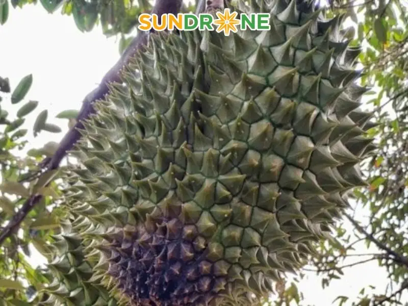 Bệnh đốm rong trên trái (do tảo Cephaleuros virescens)