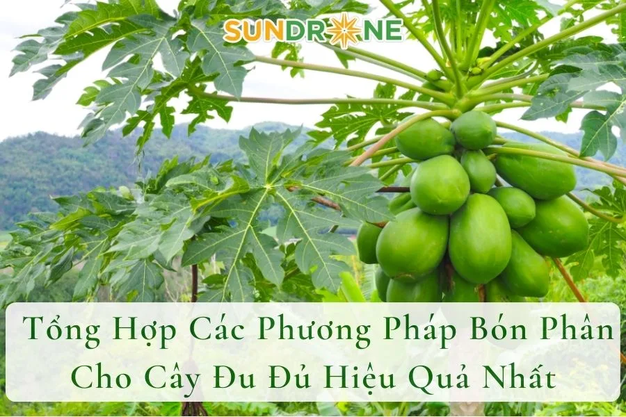  Tổng Hợp Các Phương Pháp Bón Phân Cho Cây Đu Đủ Hiệu Quả Nhất