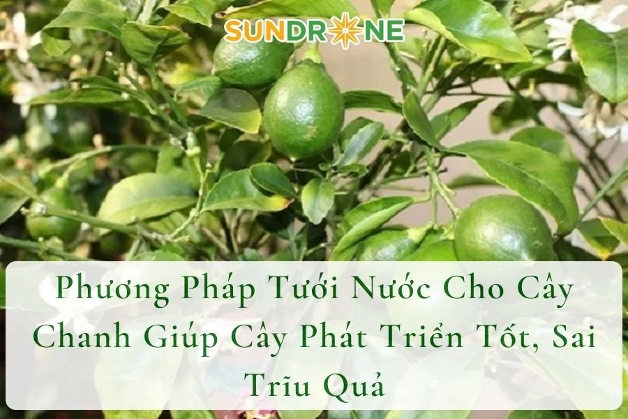 Phương Pháp Tưới Nước Cho Cây Chanh Giúp Cây Phát Triển Tốt, Sai Trĩu Quả