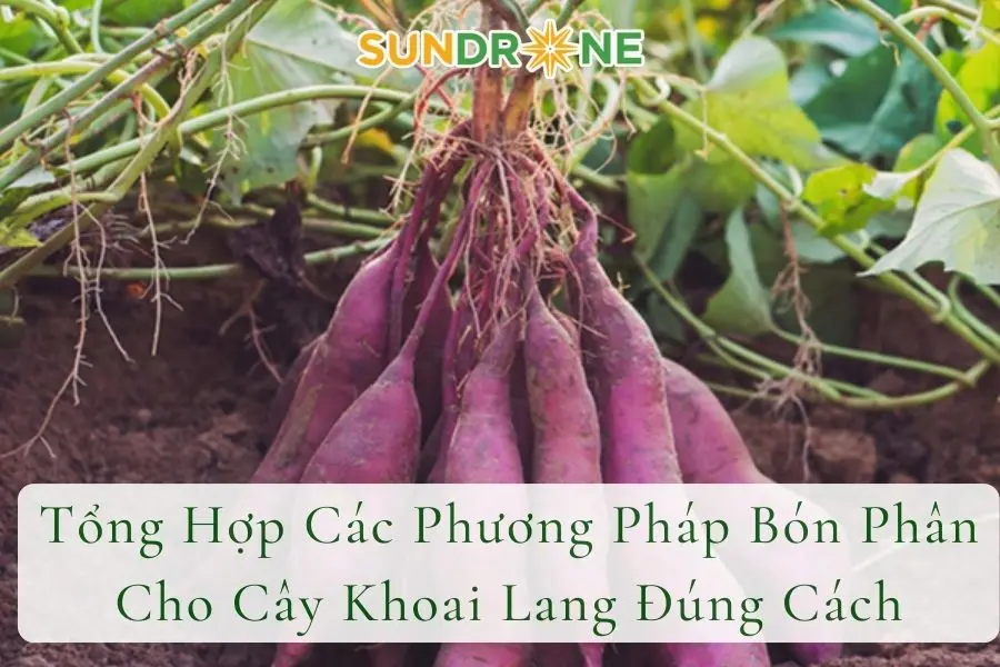 Tổng Hợp Các Phương Pháp Bón Phân Cho Cây Khoai Lang Đúng Cách