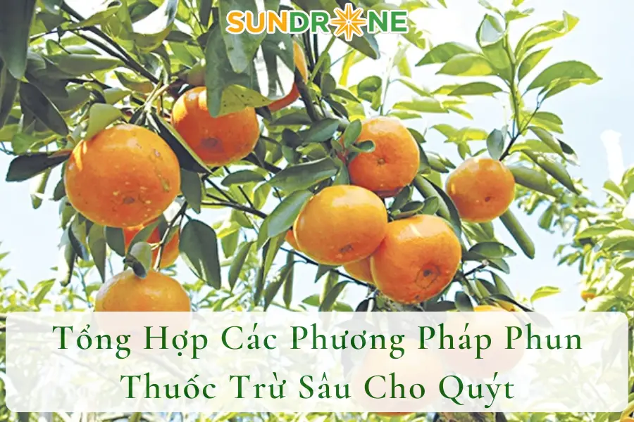 Tổng Hợp Các Phương Pháp Phun Thuốc Trừ Sâu Cho Quýt