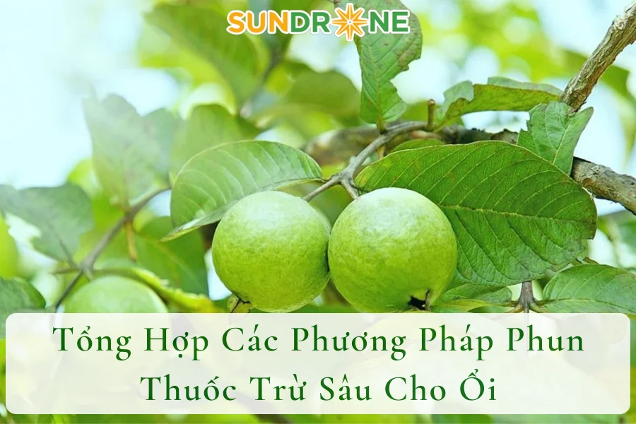 Tổng Hợp Các Phương Pháp Phun Thuốc Trừ Sâu Cho Ổi