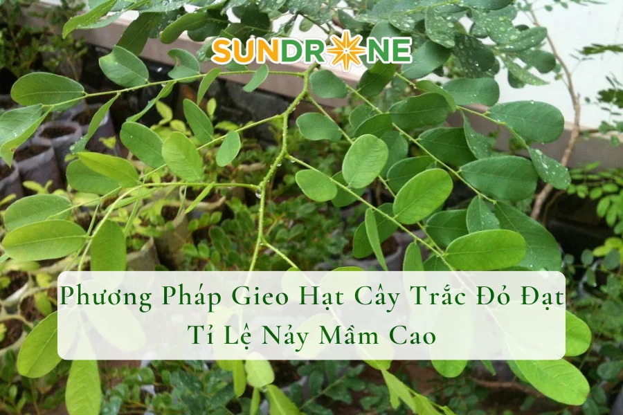 Phương Pháp Gieo Hạt Cây Trắc Đỏ Đạt Tỉ Lệ Nảy Mầm Cao