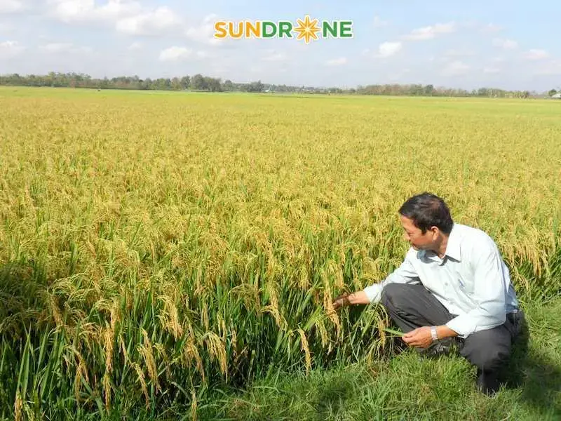 Chọn theo cây trồng Chọn theo cây trồng