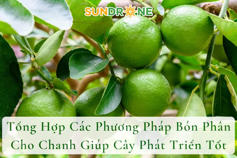 Tổng Hợp Các Phương Pháp Bón Phân Cho Chanh Giúp Cây Phát Triển Tốt