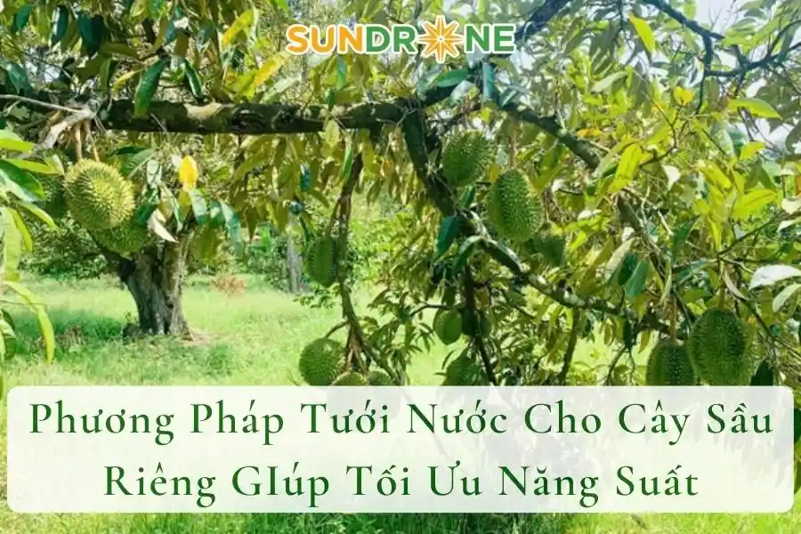 Phương Pháp Tưới Nước Cho Cây Sầu Riêng GIúp Tối Ưu Năng Suất