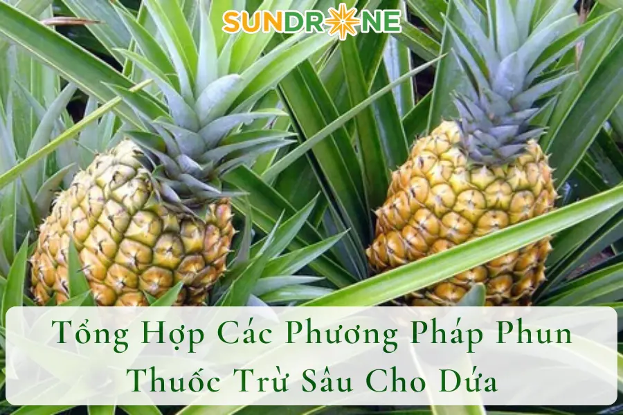 Tổng Hợp Các Phương Pháp Phun Thuốc Trừ Sâu Cho Dứa