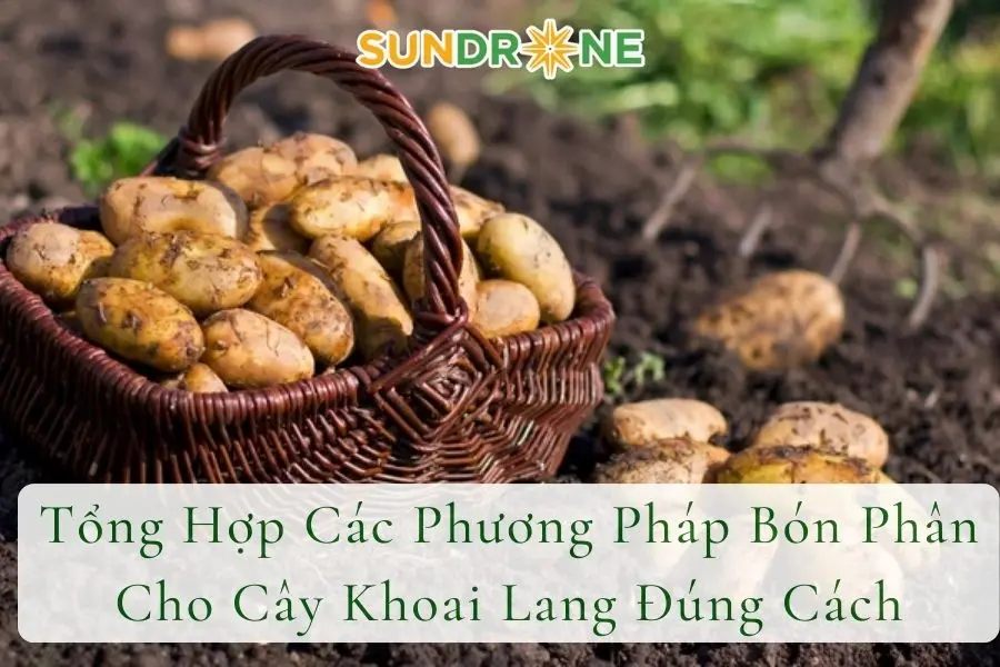 Tổng Hợp Các Phương Pháp Bón Phân Cho Khoai Tây Giúp Củ Phát Triển Tốt