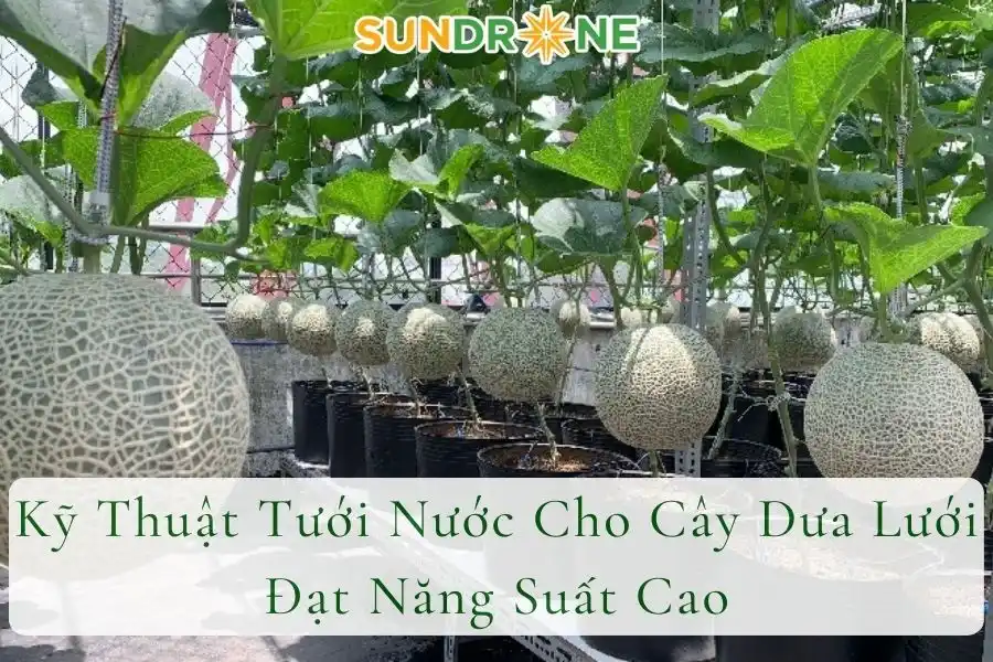 Kỹ Thuật Tưới Nước Cho Cây Dưa Lưới Đạt Năng Suất Cao