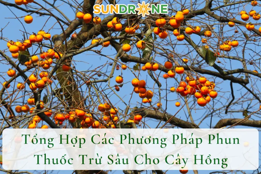 Tổng Hợp Các Phương Pháp Phun Thuốc Trừ Sâu Cho Cây Hồng