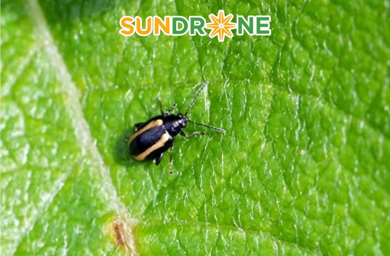 Đặc điểm của bọ nhảy 