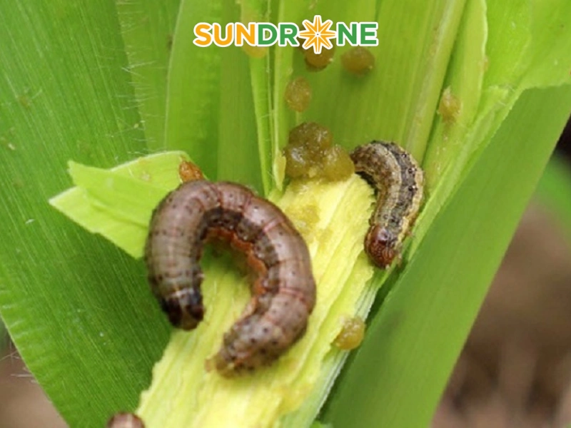 gieo hạt ngô gieo hạt ngô