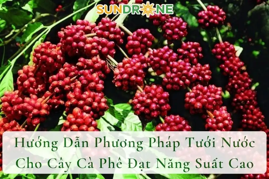 Hướng Dẫn Phương Pháp Tưới Nước Cho Cây Cà Phê Đạt Năng Suất Cao