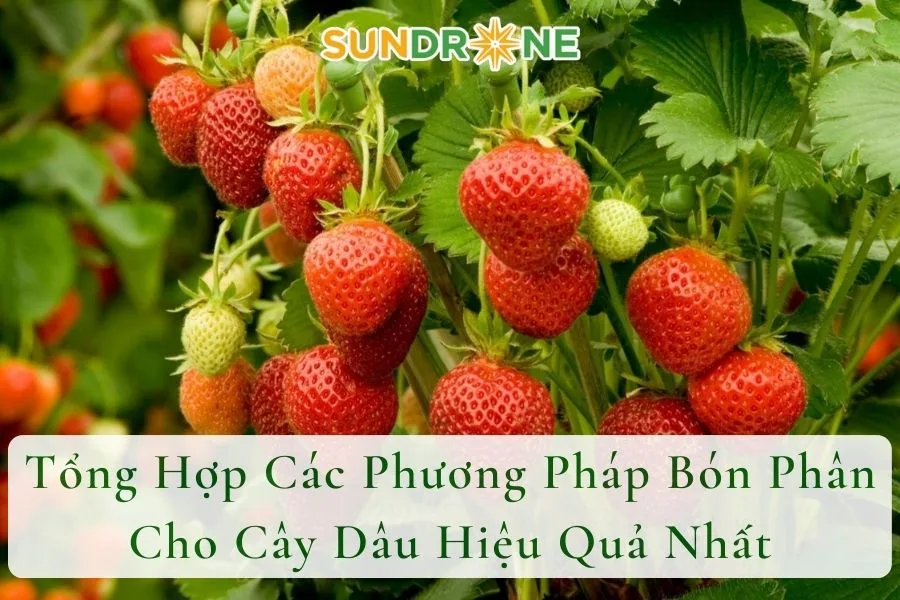 Tổng Hợp Các Phương Pháp Bón Phân Cho Cây Dâu Hiệu Quả Nhất