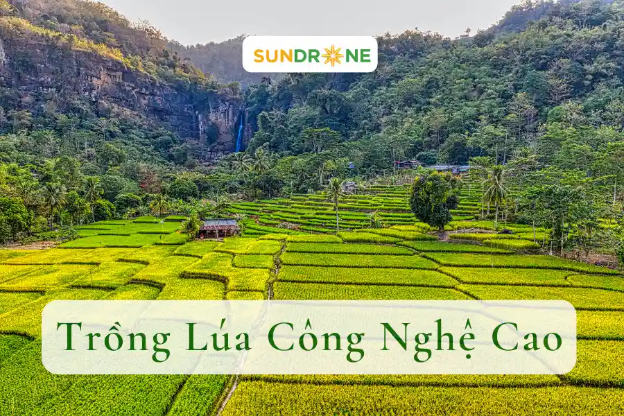 Hướng Dẫn Trồng Lúa Công Nghệ Cao Để Tăng Lợi Nhuận