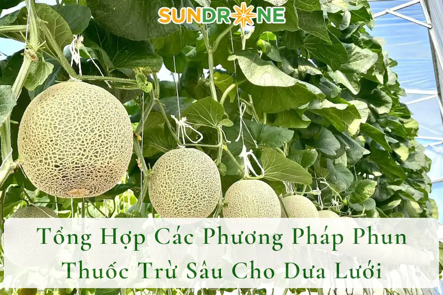 Tổng Hợp Các Phương Pháp Phun Thuốc Trừ Sâu Cho Dưa Lưới