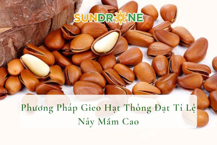 Phương Pháp Gieo Hạt Thông Đạt Tỉ Lệ Nảy Mầm Cao