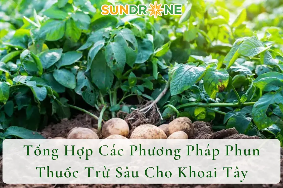 Tổng Hợp Các Phương Pháp Phun Thuốc Trừ Sâu Cho Khoai Tây