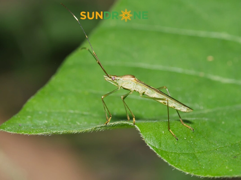 Đặc điểm nhận biết bọ xít hôi