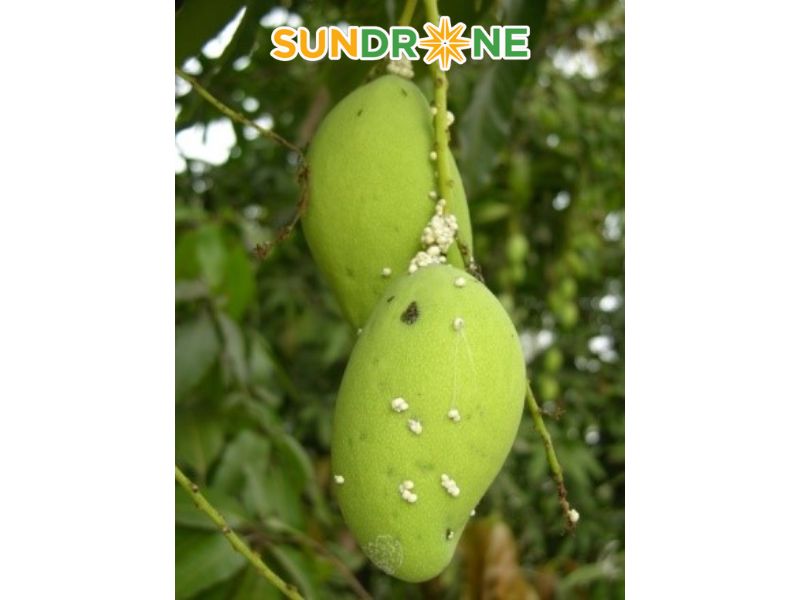 Bệnh phấn trắng (Oidium mangiferae)