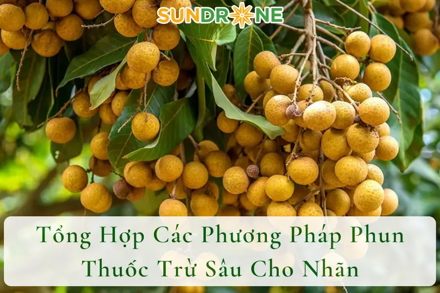 Tổng Hợp Các Phương Pháp Phun Thuốc Trừ Sâu Cho Nhãn