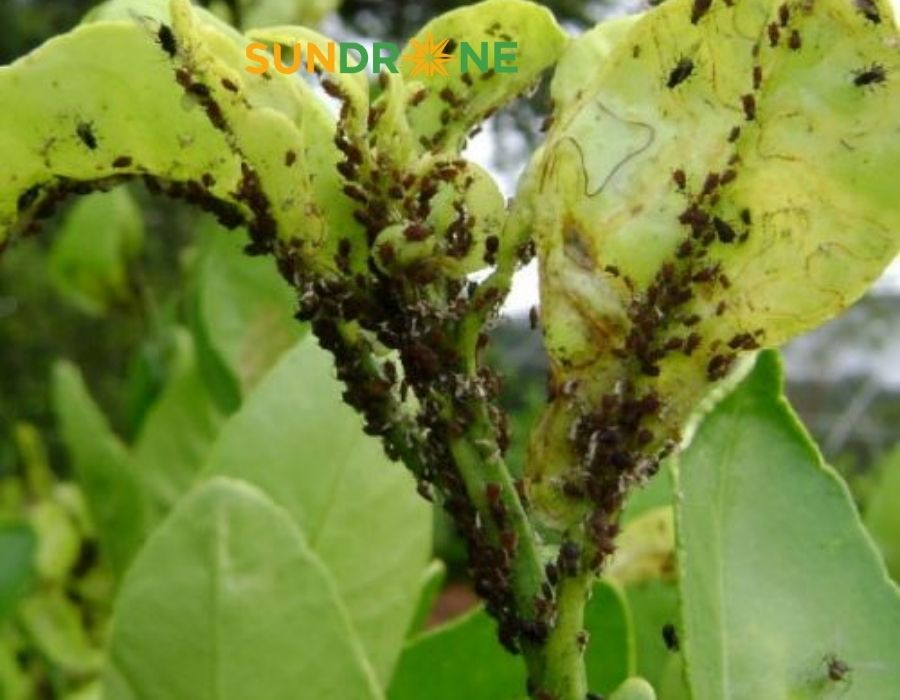Diệt Rầy Mềm Tận Gốc: Hướng Dẫn Bảo Vệ Cây Trồng Hiệu Quả