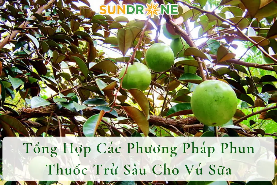 Tổng Hợp Các Phương Pháp Phun Thuốc Trừ Sâu Cho Vú Sữa